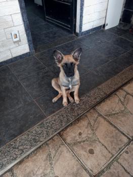 Princesa, Pastor Belga Malinois