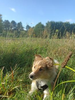 Schweppes, Pastor De Shetland