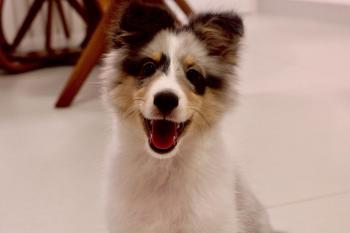 Nala, Pastor De Shetland