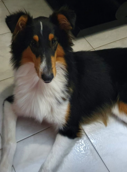 Wanda, Pastore Scozzese