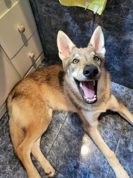 Kai, Loup Tchécoslovaque