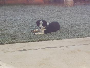 Sonny, Border Collie