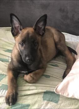 Hélios, Pastor Belga Malinois