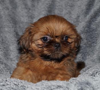 Maui, Shih Tzu