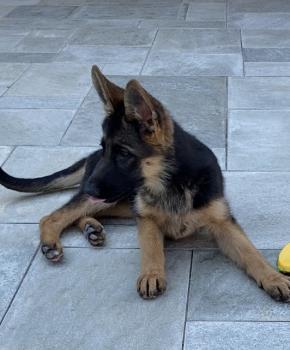 XANTAL, Berger Allemand