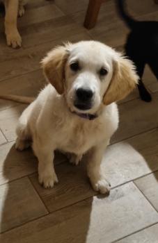 Kiara, Golden Retriever