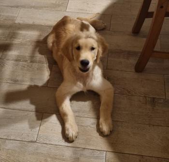 Enzo, Golden Retriever