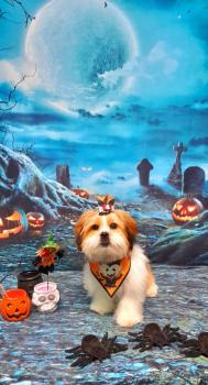 Luck, Lhassa Apso