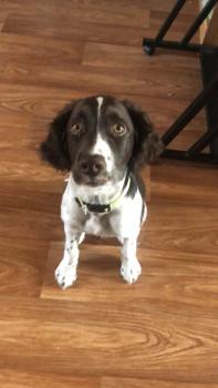 Sweety, English Springer Spaniel