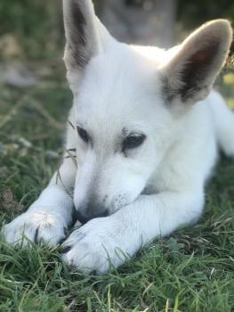 Loki, Pastor Blanco Suizo