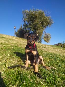 Groot, Otros perros