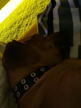 Spring, Rhodesian Ridgeback