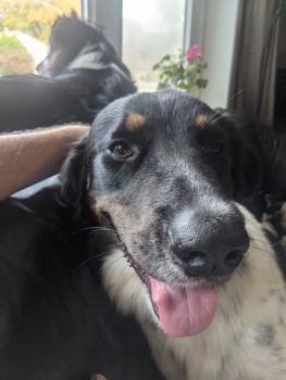 Oscar, Border Collie