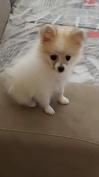 Zoe, Spitz