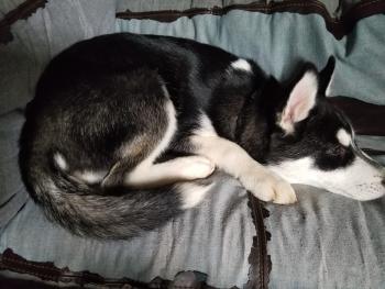 Inarius, Husky Siberiano