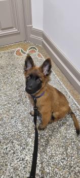 Sherlock, Tervuren Belge