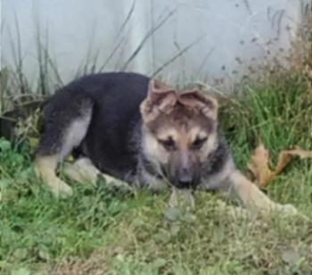 Apollo, Berger Allemand