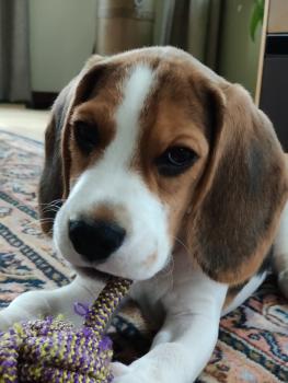 Goofy, Beagle