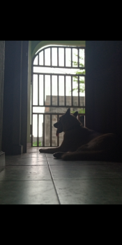Lèlouch, Pastor Belga Malinois