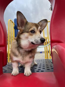 Waffle, Welsh Corgi Pembroke