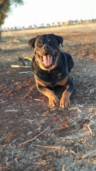 Achille, Rottweiler