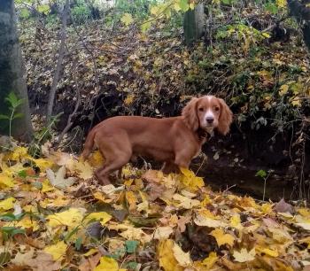 Albi, Cocker Spaniel