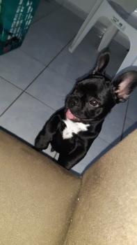 Nyx, Bulldog Francés