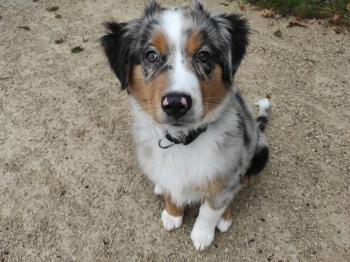 Simba, Autres Chiens