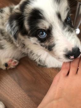 Kruger, Border Collie