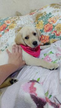 Mya, Labrador Retriever