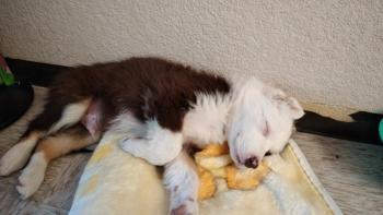 Loki, Border Collie