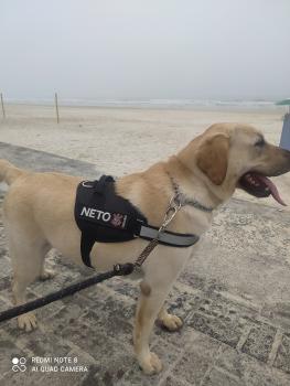 Neto, Labrador Retriever