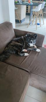 Sanka, Akita Japonés