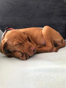 Nala, Braco Húngaro