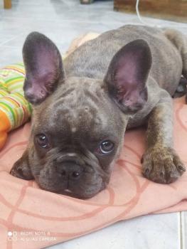 Perla, Bulldog Francés