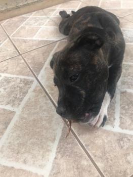 Zandor, Staffordshire Bull Terrier