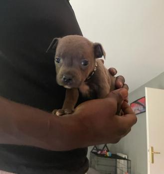 Pako, Staffordshire Bull Terrier