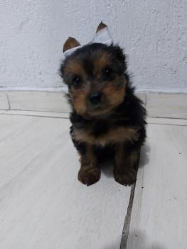 Maya, Yorkshire Terrier
