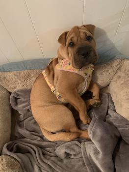 Silva, Shar-Pei