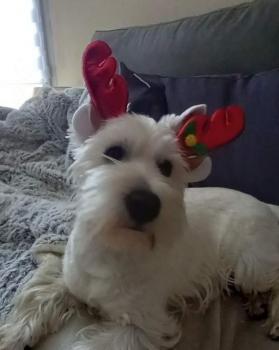 Snow, Westies