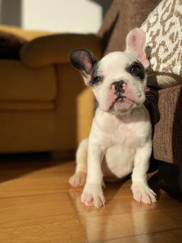 Biggie, Französische Bulldogge