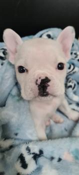 Luck, Bulldog Francés