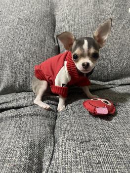 Teodora, Chihuahua