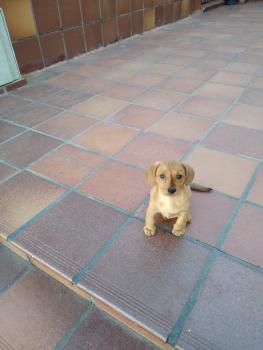 Mochi, Dachshund (Pelo Largo)