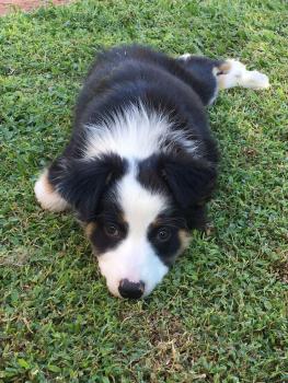 Greta, Border Collie
