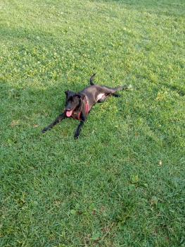 Trent, Altri cani