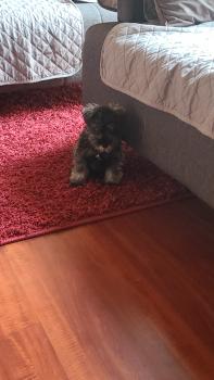 Molly, Schnauzer Miniatura