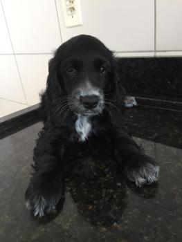 Maya, Cocker Spaniel Inglés
