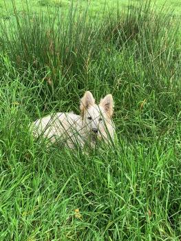 Scotch, Berger Blanc Suisse