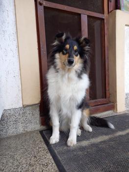 Ava, Collie